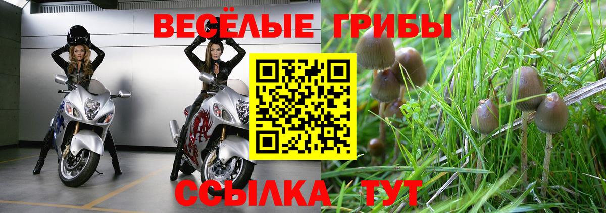 Псилоцибиновые грибы мицелий  Вход с VPN  Донецк  Псилоцибиновые грибы GOLDEN TEACHER 